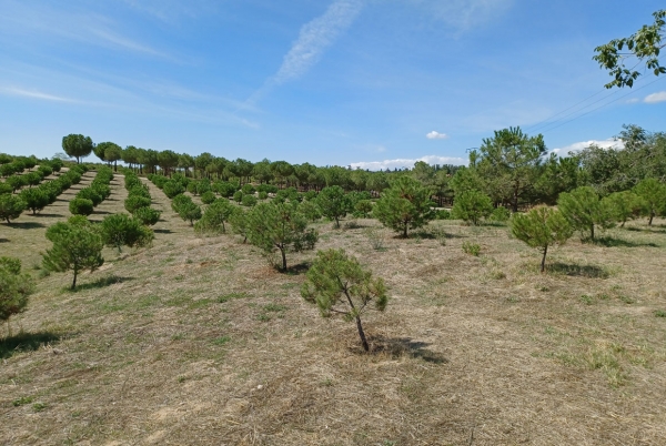 SANJOSE will carry out the conservation of municipal green areas in the Madrid districts of Ciudad Lineal, Hortaleza, San Blas - Canillejas and Barajas (Lot 4) 